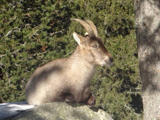 Pyrénées Orientales Cerdagne Les Angles France