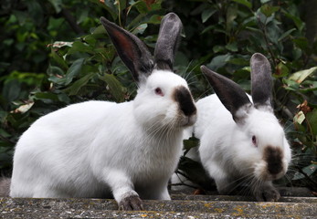 Californian breed of rabbits