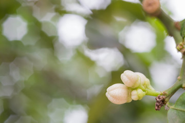 lime blossom