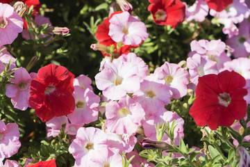 Petunias flowers in different colors for natural background.