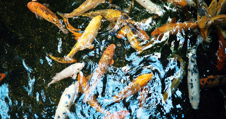 Obraz na płótnie Canvas Group of colorful koi fish swimming in pond