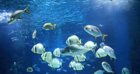 Obraz na płótnie Canvas Picture of group of fish swimming underwater