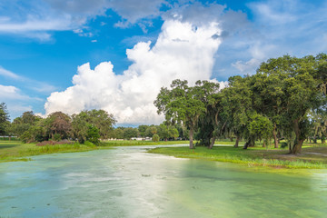 Late afternoon summer cumulonimbus clouds build in central Florida over a pond covered in duckweed....