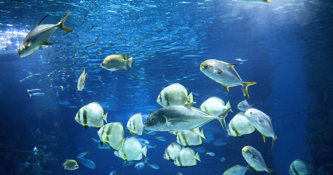 Picture of group of fish swimming underwater