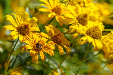 Fototapeta premium bumblebee on yellow flower