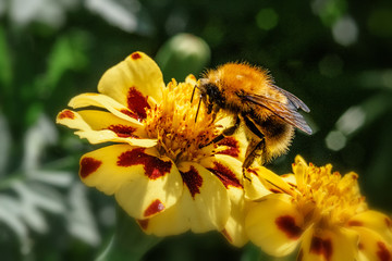 bumblebee on yellow flower