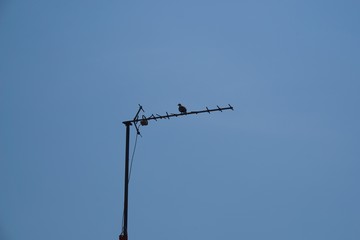 Antenne télévision