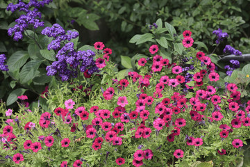 Buntes Blumenbeet im Garten