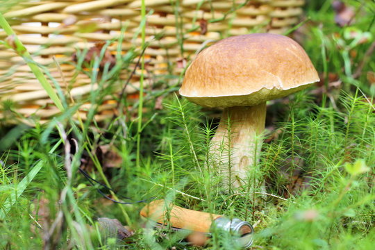 Mushroom in the forest on the background of the wicker basket. 