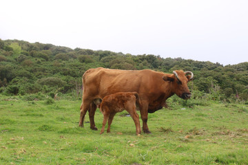 Une vache et son veau