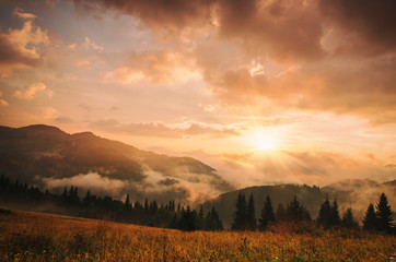 Fototapeta na wymiar Foggy morning shiny summer landscape with mist, golden meadow and sun shining