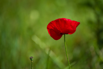 Obraz premium Czerwone kwiaty maku kwitnące na zielonym polu trawy, kwiatowe naturalne tło wiosny, mogą służyć jako obraz do dnia pamięci i pojednania