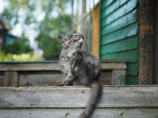 The cat scratched. Cute kitten sitting on the boards