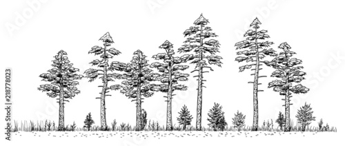 woods drawing vintage like illustration of pine forest trees