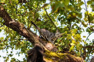 kitten on the tree