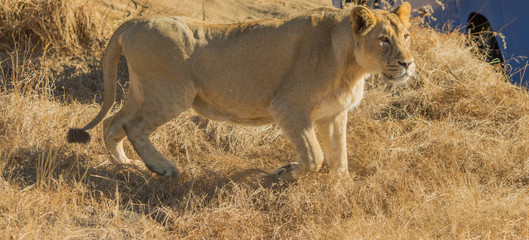 Asiatic Lioness, Gir India