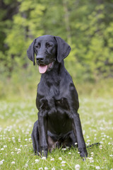 A stunning black labrador retriever sitting on a green lawn in Finland. It's slim and hunting dog.