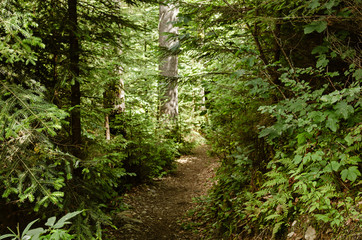 Summer green forest with path, natural outdoor seasonal background.