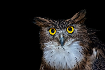 Brown Fish Owl (Ketupa zeylonensis), front view closeup and isolated on black background.