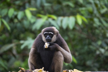 The Bornean white-bearded gibbon Hylobates albibarbis, Indonesia
