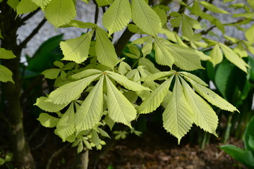 Aesculus hippocastanum 'Wratislavia' - unique leaves with a light green shade