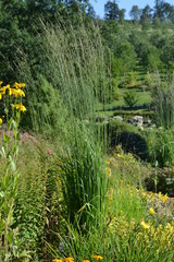 Molinia caerulea 'Windsaule' (decorative grass) - composition with other plants