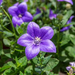 Obraz premium Two violet flowers of platycodon grandiflorus