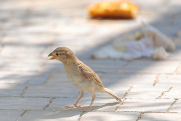Portrait of sparrow who is standing front of eat