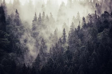 Photo sur Plexiglas Forêt dans le brouillard Misty landscape with fir forest in hipster vintage retro style