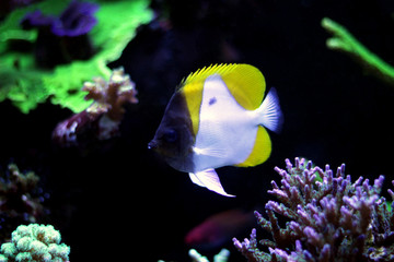 Yellow Pyramid Butterflyfish (Hemitaurichthys polylepis)