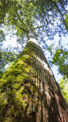 Fototapeta premium The ancient tree