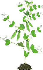 Obraz premium Pea plant with fruits, green leaves and flowers isolated on white background