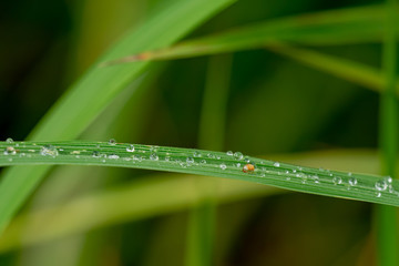 Obraz premium Morning dew drops in the nature