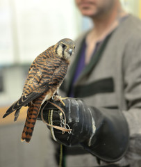 American Kestrel falcon on hawker falconer gloved hand wearing traditional medieval garb clothing