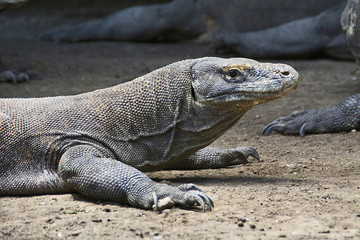 Close view of Komodo dragon or monitor, Indonesia