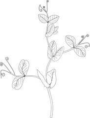 Coloring page. Pea branch with leaves