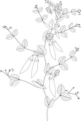 Coloring page. Pea plant with fruits, leaves and flowers