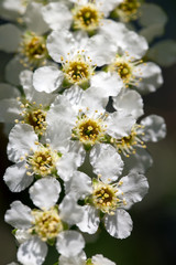 Flowering cherries (lat. Prunus padus)