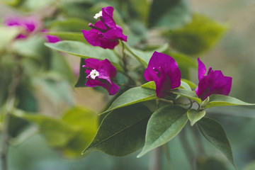 red bougainvillea flowers in the garden, beautiful bougainvillea flowers for wallpaper texture and background, bougainvillea tree,