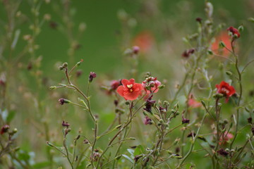 Fototapeta premium Petites fleurs rouges