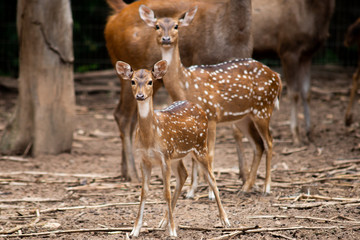 Deer puppies are growing into the age. But it still lives with its mother.