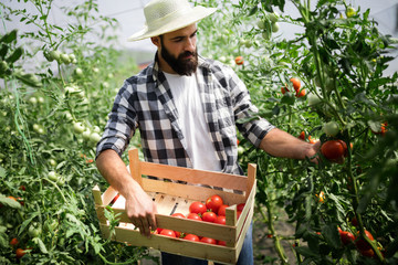 Caucasian farmer picking fresh tomatoes from his hothouse