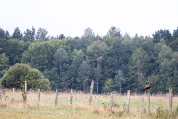 Obraz na płótnie Canvas lesser spotted eagle perched on a fence near a cultivated field with a coniferous forest in the background