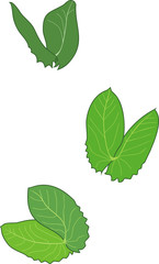 Small green leaves on white background