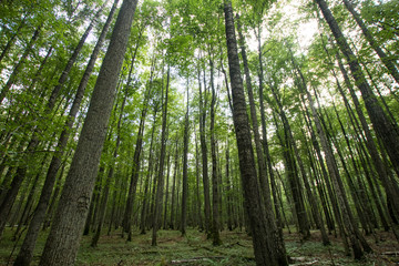 tall trees with green fronds in the forest. Hiking trails and nature trekking in the forest