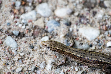 common lizard on a sandy ground. a lizard in the foreground