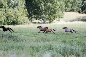 wild horses running at a gallop in a countryside plain. Green meadows and galloping horses