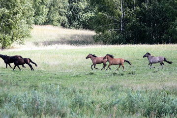 wild horses running at a gallop in a countryside plain. Green meadows and galloping horses