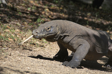 Komodo dragon or monitor, Indonesia wildlife, Indonesia