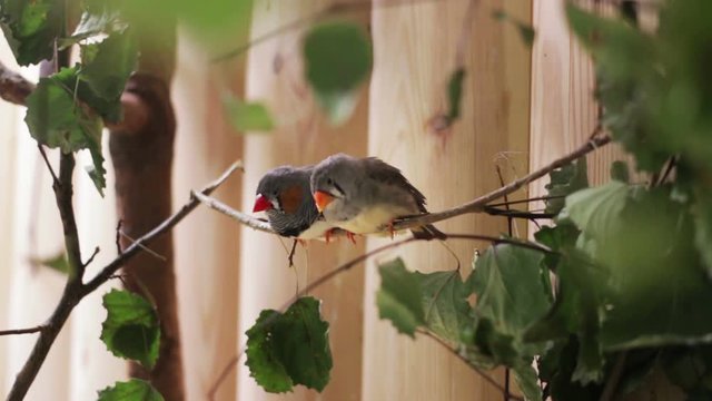 Couple of the small birds Zebra Finch